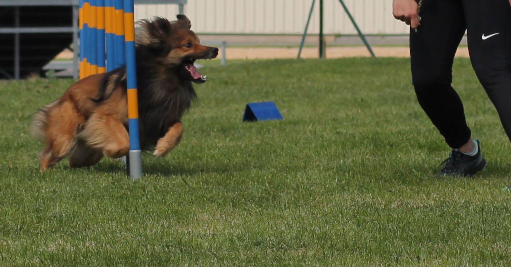 L'fest De la vie pastorale