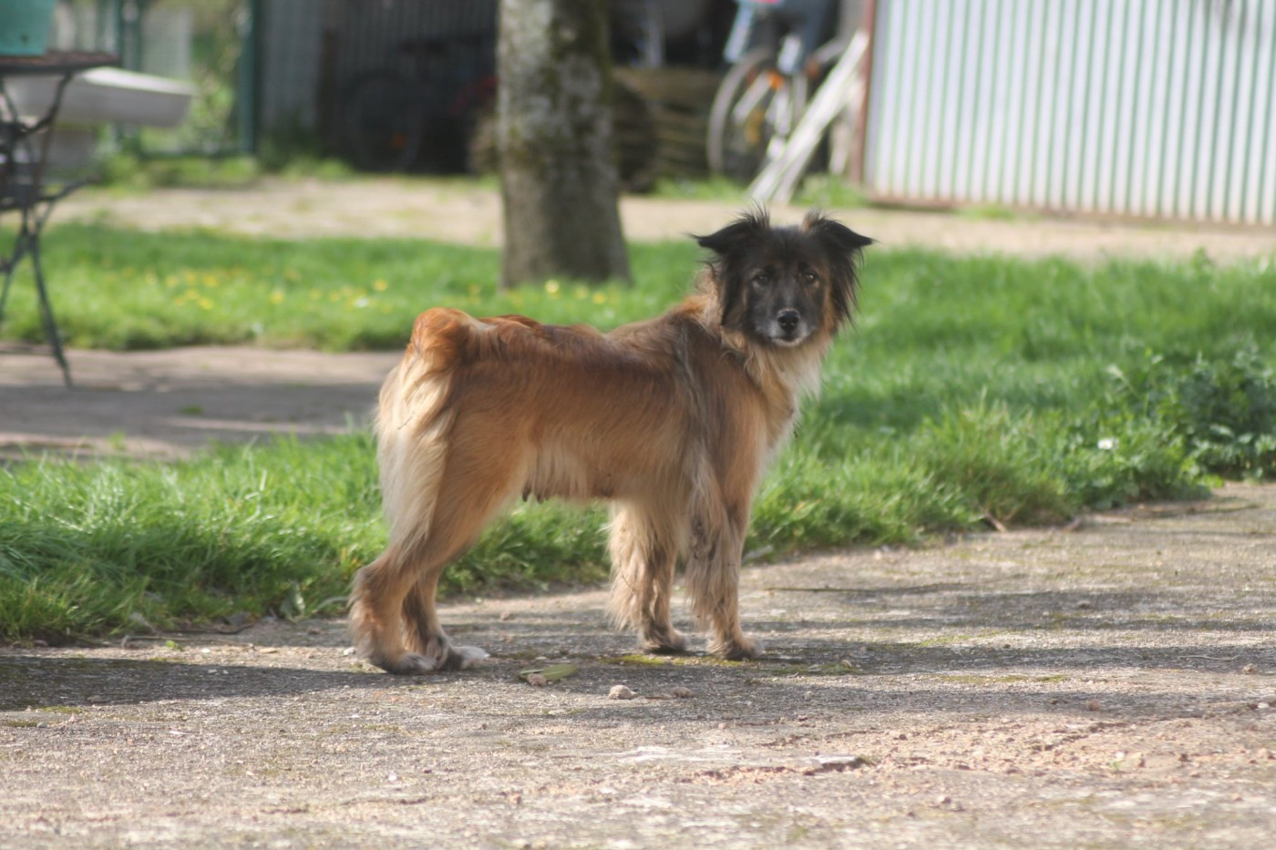 Sakura Jolie Fleur Des Coquelicots De L'Adour