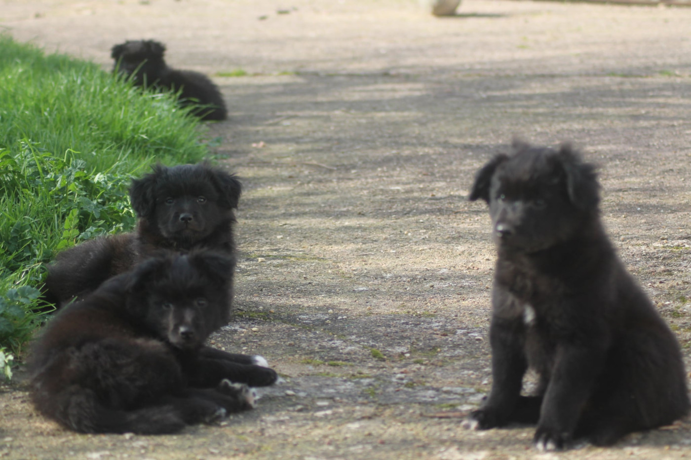 Des Chemins D'Or Et De Granit - Berger des Pyrenees à face rase - Portée née le 29/12/2025